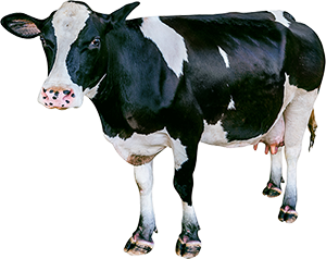 cow 3